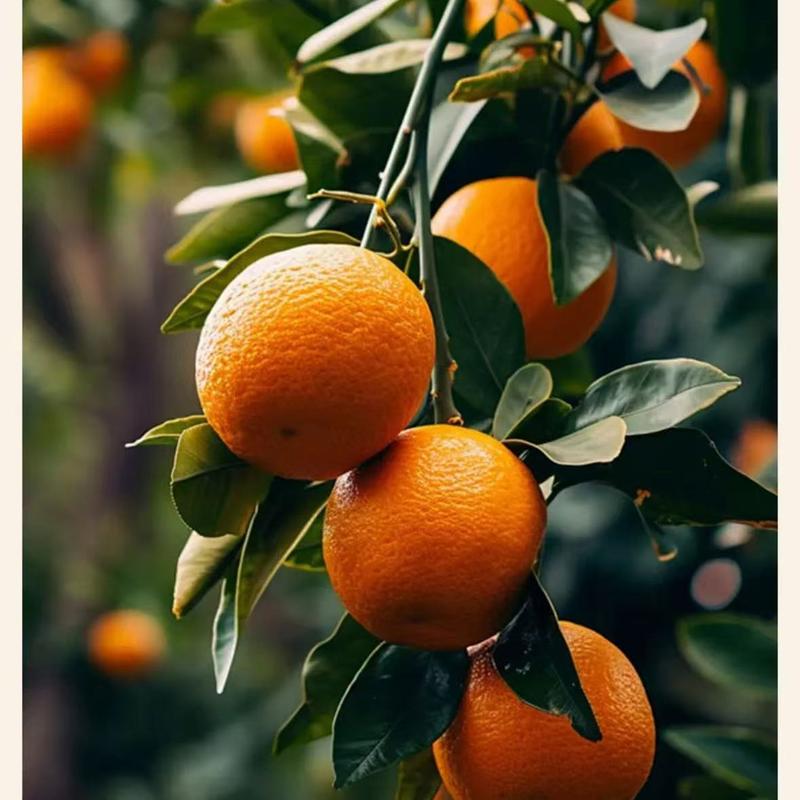 XinHui Tangerine Tea Sample（50g） Natural Sun Dried Tangerine Peel Is Naturally Sun-dried For 8 Years